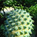 Picea orientalis gale ananas